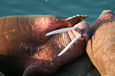 Walrus at the Walrus Islands sanctuary