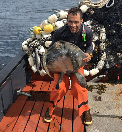 Green sea turtles have been documented 21 times in Alaska waters since 1963 Olive ridleys loggerheads and leatherbacks are also occasionally seen Photos courtesy Jes Boyd