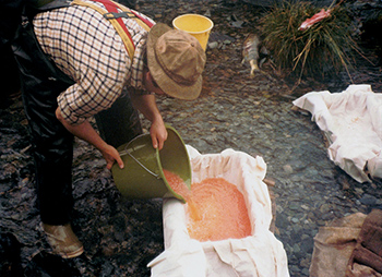 Sam Bertoni pouring newly taken eggs into a basket for the trip back to Juneau October 1975