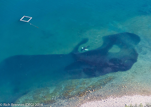 A humpback whale swims through a school of herring in shallow and relatively clear waters in Prince William Sound A pen used to contain juvenile salmon is at the top left Photo by Rich Brenner