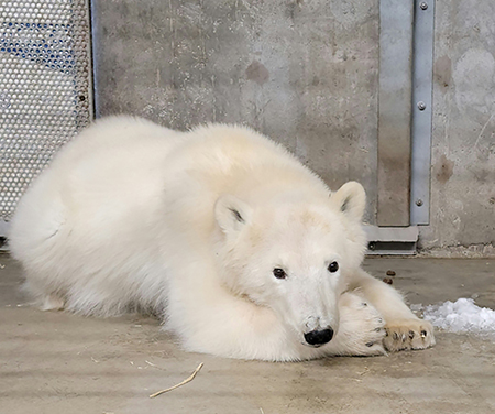 The polar bear cub captured roaming the Prudhoe Bay area The US Fish and Wildlife Service which manages polar bears sent biologists to assess the situation and in consultation with the Alaska Zoo veterinarian made the unusual decision that the male cub of the year should be removed from the wild The bear was exhibiting comfort around people raising concerns for potential humanbear conflicts  Some small lacerations can be seen on its upper lip  Alaska ZooSam Lavin photo