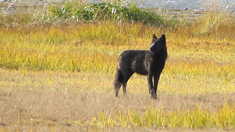 A black colored wolf near Gustavus in Southeast Alaska Photo by Kristen Romanoff