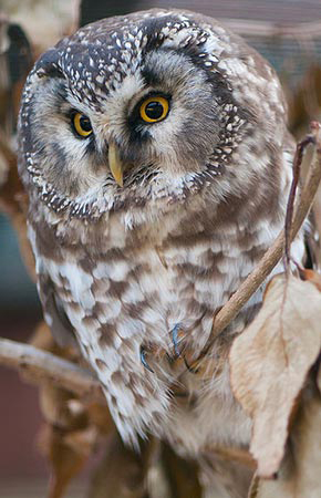 Boreal owls may be found when they are calling during the mating and breeding season late January or early February and continuing until late April Their call can be heard up to one and a half miles away When calling they can sometimes be tracked down and seen but often they will fly a short distance and start calling again In the spring the call may be mistaken for the snipe winnowing call