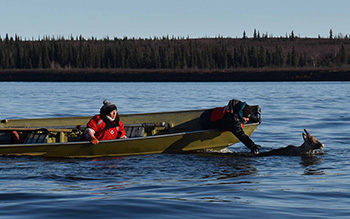 Biologists capture a caribou The caribou is quickly released after collaring and providing a blood sample