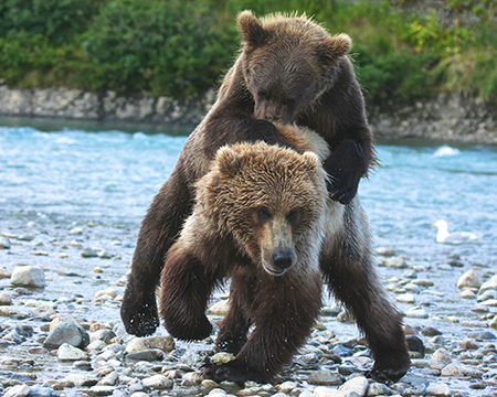 Brown bear cubs playfighting at McNeil River Photo by Drew Hamilton