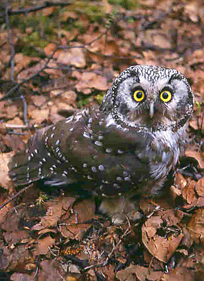 State Wildlife Biologist Jack Whitman photographed this boreal owl during nesting season as part of a research project that looked at their diet See the link at the end of the article for details ADFampG photo
