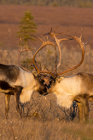 In Northern Alaska there are four caribou herds The Western Arctic herd Teshekpuk herd Central Arctic herd and Porcupine herd Each herd overlaps with at least one other herdrsquos annual range the places where these caribou can be found each year The calving areas distinguish one herd from another Photo by Jim Dau