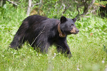 An adult female black bear wearing satellite GPS collar The collar collects a GPS location every five hours and transmits locations to a satellite every two days The collar is programmed to drop off after three years Photo courtesy USFSADFG Prince William Sound Black Bear Study