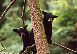 Black bears are good climbers and problemsolvers They are attracted to bird feeders and bird food and will tear down feeders to get at the seeds Bears will also shake trees to empty feeders or knock them down