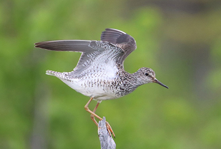 Lesser Yellowlegs Arin Underwood photo