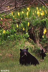 Bears and birds have plenty of wild food available in summer and should eat natural foods Take down bird feeders in midApril to keep bears out of your yard