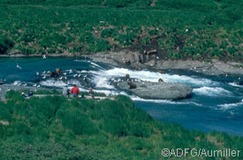 McNeil River State Game Sanctuary in Southwest Alaska is one of the states if not the worlds premier bear viewing areas