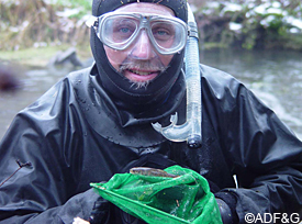 Bob Piorkowsi uses an aquarium net to catch juvenile Atlantic salmon