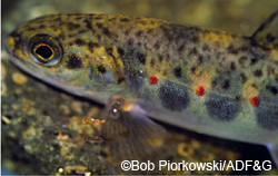 Juvenile Atlantic salmon