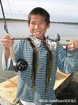 Kalskag student Tyler Charles Edwards on the Kuskokwim River with a brace of pike taken on an egg sucking leech pattern This was his first flyfishing experience