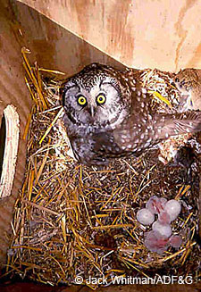A boreal owl in a nest box with newlyhatched chicks
