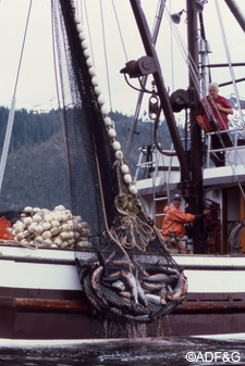 The new Salmon Industry Restructuring Panel is charged with examining options identifying research and information needs and reviewing models on the range of alternatives for Alaskas commercial salmon fisheries