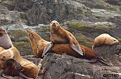View from the top A young sea lion piggybacks on his mother to get a better view Biologists are studying Steller sea lions to learn about their movement and dispersal survival rates and maternal behavior Photo courtesy ADFampG