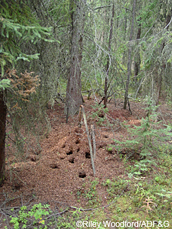 Underneath this pile of spruce cone debris an Interior Alaska Red Squirrel has stashed a winter food supply