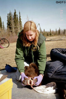 Veterinarian Kimberlee Beckmen checks out a grizzly bears teeth