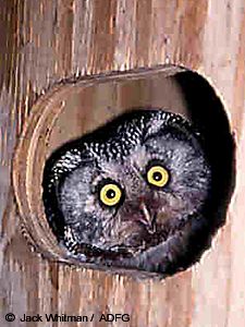 Appropriate cavities for nesting can be in high demand in some areas and boreal owls will use nest boxes if they are available
