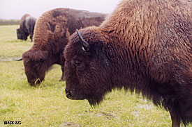 During the Ice Age steppe bison  the ancestors of modern bison  migrated to Alaska from Asia crossing the Bering land corridor