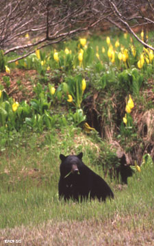 Studies indicate that bears do see in color