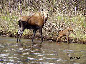Every year Fish and Game recieves reports of abandoned baby animals In many cases the mother is nearby and the youngsters are best left alone