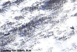 HOW MANY CAN YOU COUNT In an aerial moose census the size of the overall population is estimated from the number of moose seen in a sampling of areas