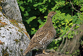 A blue grouse or Hooter Hooters are the most common grouse in Southeast Alaska although ruffed and spruce grouse are found in some areas Photo by Jeff Mondragon