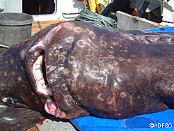 The specialized lips of the sleeper sharks enable the predators to inhale their prey their bottom teeth slice up anything too large to swallow whole The round scars on this shark are from the suckers on octopus tentacles