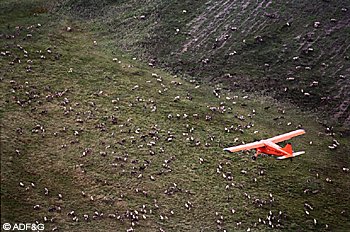 ADFampG biologists counting Alaskas largest caribou herd by aircraft