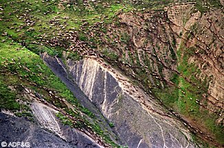 Alaskas Western Arctic Caribou herd forms aggregations or groups that can stretch for miles