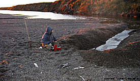 To catch Krusenstern Lagoon whitefish Iupiaq fishermen dig ditches in the porous beach gravel from the edge of the blocked outlet towards the ocean