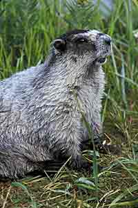 Marmots giant ground squirrels welladapted to cold avoid overheating in summer by retreating to their burrows Three species of marmots are found in Alaska