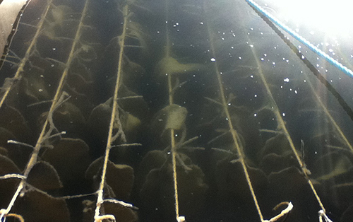 Macrocystis kelp on lines in a pound during the fishery Photo by Bo Meredith