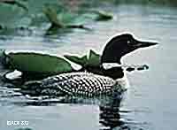 Observations by citizen scientists of animals such as this loon provide valuable data for biologists monitoring these animals in the Anchorage area ADFampG photo
