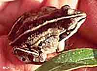Wood frogs are the northernmostranging frog in the world and have a unique blood chemistry that allows them to freeze solid during winter ADFampG photo
