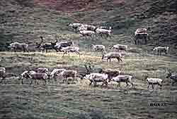 For the better part of this past winter the Board of Game worked with the public to design a new approach for a Tier II hunt in the Nelchina Basin ADFampG photo