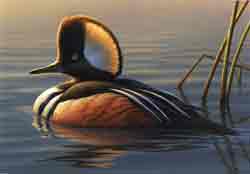 This merganser design which took third place in the federal duck stamp contest is the new Alaska duck stamp
