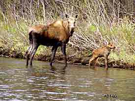 When looking for the most effective means for increasing or decreasing a moose population cows are key
