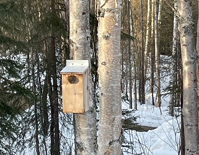 A boreal owl presumably incubating a clutch of eggs and awaiting her mate39s return with food peeks out of a nest box Photo courtesy Donna Plisga