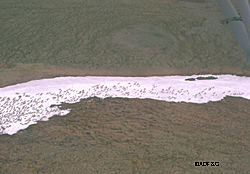 Caribou congregate on snow patches seeking relief from summer heat and insects