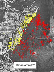 The GPS points are color coded reflecting the number of points located in neighborhoods vs those in the bears natural habitat Only 33 of the points were in the urban areas