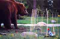 Sam a captive bear at a research facility in Montana helps biologist test the effectiveness of batterypowered electric fences Photo by John Gookin