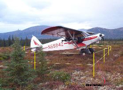 Curious hungry bears have damaged planes in an attempt to find food Photo by Bill Nichols