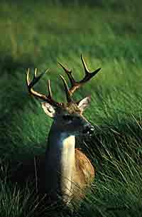 A whitetailed deer with a prime fall rack Photo John StehnUSFWS