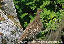 Blue Grouse also known as hooters are found in Southeast Alaska