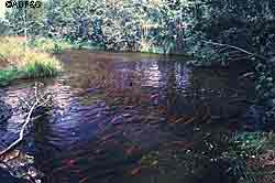 Sockeye or Red salmon ADFampG