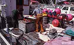 Cleaning halibut in Pelican Alaska ADFampG photo